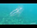 【ヒリゾ浜の魚たち】snorkeling in hirizo beach aug 11 2022