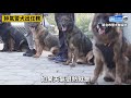 帥氣警犬緝毒偵爆樣樣行！　撒嬌賣萌日常讓人想舉雙手投降｜中時新聞網