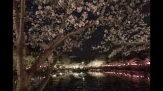 茂原公園桜祭り。茂原桜祭り。桜１００選千葉県茂原