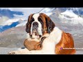 giant paws top 10 biggest dogs in the world