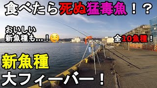 【千葉県勝浦市】秋の外房調査釣行！11月上旬に房総半島の太平洋側にある釣り場で釣りしてみたら見たことない魚種が連発して新魚種フィーバーに…！そしてあの超猛毒を持つ魚が…！【2021.11.02】