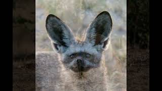 Explore the Untamed Wilderness: Enchanting Bat Eared Foxes in Namibia and Botswana