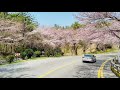 櫻花 cherry blossoms 釜山迎月路 moontan road busan 20200325