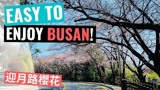 櫻花 Cherry Blossoms / 釜山迎月路 Moontan Road, Busan (20200325)