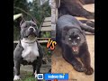 black pitbull vs black panther shorts viral pitbull