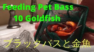 ブラックバスが金魚１０匹を捕食 Pet Bass Eats 10 Goldfish PepperChan