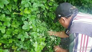 Cortando moras en el monte