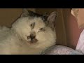 笑到令人噴飯的動物搞笑視頻合集 funny videos funny animals cats dogs pets