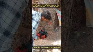 ମେସିନ ରେ ଗଛ କାଟିବା / How to cut trees in a machine #shortvideo #cuttingtrees #viralvideo