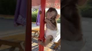 funny monkey video🐒 малышка обезьяна