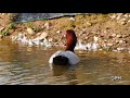 belvide nature reserve young canada geese black headed gulls with young etc. video