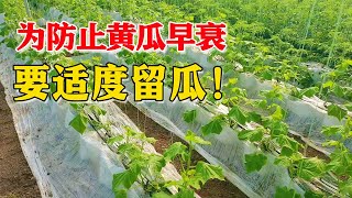 学会适度留瓜，防止黄瓜早衰提升产量，尤其是冬季种植！【付老师种植技术团队官方频道】