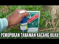 Pemupukan tanaman kacang hijau | Gandasil d