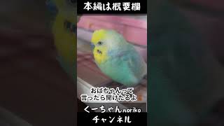 放鳥のためなら頑張るインコ🐥関西弁のくーちゃん🐥切り抜き