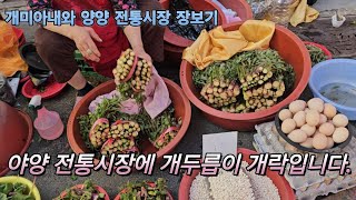 양양 전통시장에 개두릅(엄나무순)이 본격적으로 나오기 시작했어요. 개두릅 사드시러 오세요. ㅎㅎㅎ