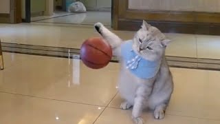 Funniest Animal Cats And Dogs Videos 🥰 - Best Funny Animal Videos 2023 🥰 #3d  Funny Animal vlogs