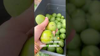 Walnuts bio🍀រើសផ្លែខួរក្បាលញុំាLes noyers nature🍀