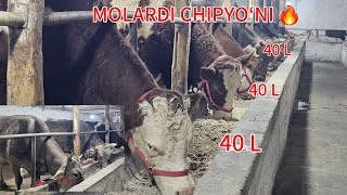 +99891-664-20-20 ☎️😳MOLARDI 😍CHIPYOʻNI DAN KELDI 40TA SUTGA👍