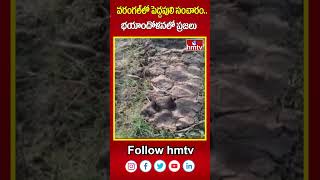 Tiger Wandering In Warangal : వరంగల్ లో పెద్దపులి సంచారం..భయాందోళనలో ప్రజలు | hmtv