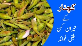 Benefits of kachnar in urdu || Kachnar ke Fayde  | Fawaid || bauhinia variegata || کچنارکے فوائد