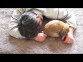 昼寝させてくれないウサギ（チャップ・ダンダンウー）　the rabbit which comes to bother a nap