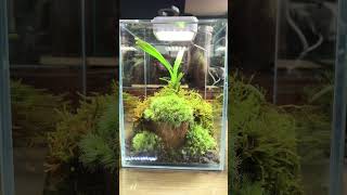 Moss  苔蘚  蘭花 生態缸