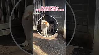 狗狗帅气vs搞笑瞬间 #funny #animals #pets #搞笑 #cute #doggie