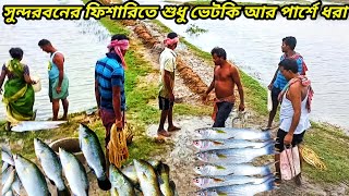 ভেটকি মাছ পারশে মাছ তেলাপিয়া মাছ জালভর্তি মাছ পড়ল আজকের। ভেটকি মাছের পোনা। @thesundarbans