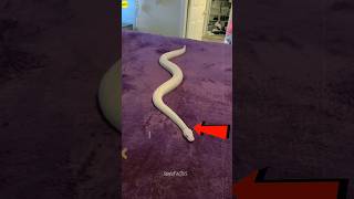 how do snakes move | #facts #knowledgefacts #sonufactos #shorts