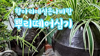 나비란/항아리에심는방법/줄기끝에 자란 뿌리떼어내기~홍자단열매