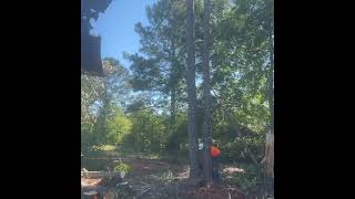 Cutting timber in South Georgia with a Stihl ms400c