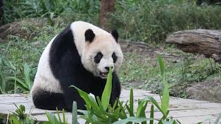 20210124 彪爸一叫就聽到 圓仔玩罐但見草 Giant Panda Yuan Zai