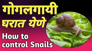 गोगलगायी घरात येणे | Gogalgai Gharat Yene Shubh Ki Ashubh | Snail | Vastu Tips For Home