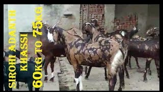 Sirohi Khassi Heavy Weight Adant Bacche For Sale|सिरोही अदन खस्सी |Big Heavy Weight Bakre Adant|