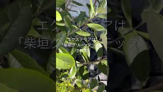 長久手市 シンボルツリー 常緑 おすすめ #shorts