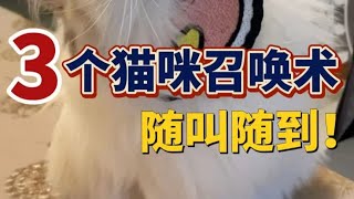 学会这3⃣️招！猫咪随叫随到！听话又乖巧！