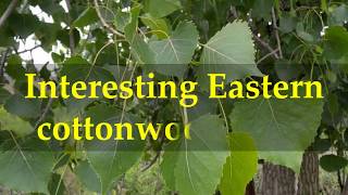 Interesting Eastern cottonwood Facts