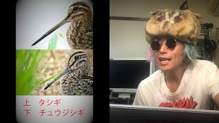 ♪鳥くんの野鳥識別講座1「タシギを知ろう」尾羽を見なくてもわかる＆他種との識別ができる