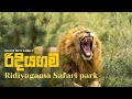 ලංකාවේ නිදැල්ලේ ඉන්න සිංහයෝ | ridiyagama safari park hambanthota
