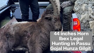 Himalayan Ibex Legal Hunting in Passu Gojal Hunza Gilgit | 44 inches  Horn Ibex |