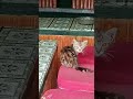 Anak kucing ketakutan#ytshorts #cat