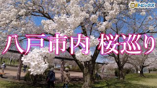 八戸市内各地で桜満開｜青森県八戸市のニュース