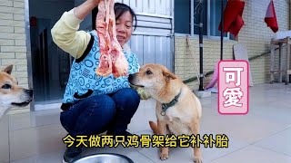 狗狗怀孕快60天，给它鸡骨架补一补，没想到吃不完就要生了？【皮豆开心果】