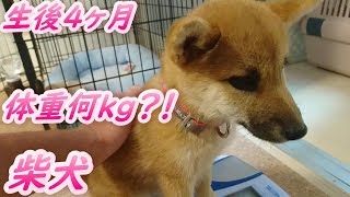 生後4ヶ月の柴犬まる子の体重は？