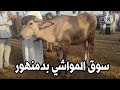 سوق المواشي بدمنهور ( اسعار العجول الجاموس القنية والشعاري 13/ 10/ 2024