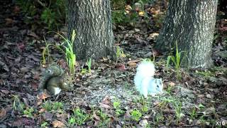 Two white squirrels