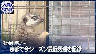 「京都は冷えるわね～」ミーアキャットはヒーターから離れず…【紅葉ピークの京都で動物観察】