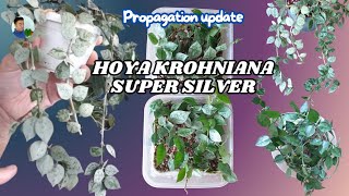 Hoya krohniana super silver - propagation  5-month update