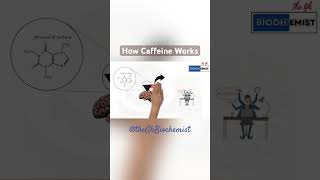 How Caffeine Works