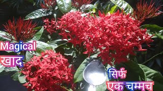 ixora का पौधा कैसे लगातार फूलों से भरा रहेगा/ixora की सही देखभाल/magical fertiliser/100%फूल खिलेगा